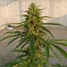заказать качественные семена конопли Auto Lennon regular