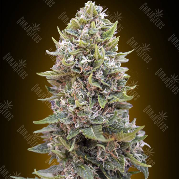 семена конопли для курения Auto Hashchis Berry feminised 00 Seeds