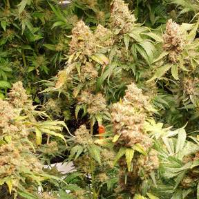 Phantom OG feminised Barneys Farm