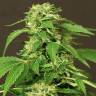 заказ семян конопли Exotic Thai feminised Exotic Seed