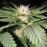 семена конопли наложенным платежом Exotic Thai feminised Exotic Seed