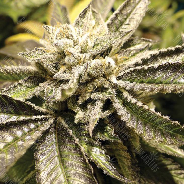 купить семена конопли Canadian Kush 2.0 feminised Medical Seeds