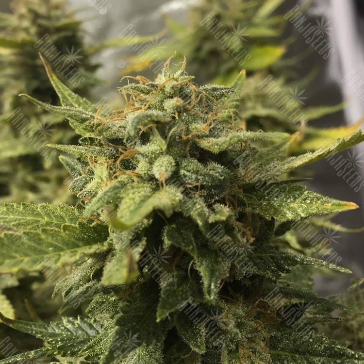 семена конопли гидропоники Blue Cheese feminised Royal Queen