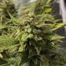 семена конопли гидропоники Blue Cheese feminised Royal Queen