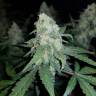 семена индийской конопли Auto Sweet Trainwreck feminised Sweet Seeds