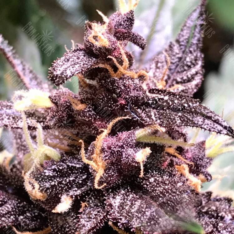 Семена конопли Auto Devil Cream feminised Ganja Seeds