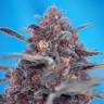 Недорогие семена конопли Auto Devil Cream feminised Ganja Seeds