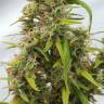 семена конопли гидропоники Auto Lowryder feminised