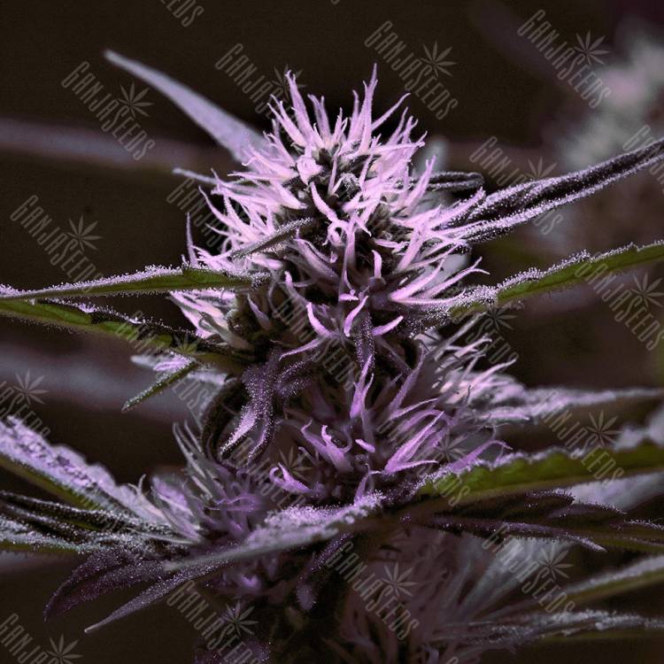 семена конопли феминизированные Skunk x Early Skunk feminised