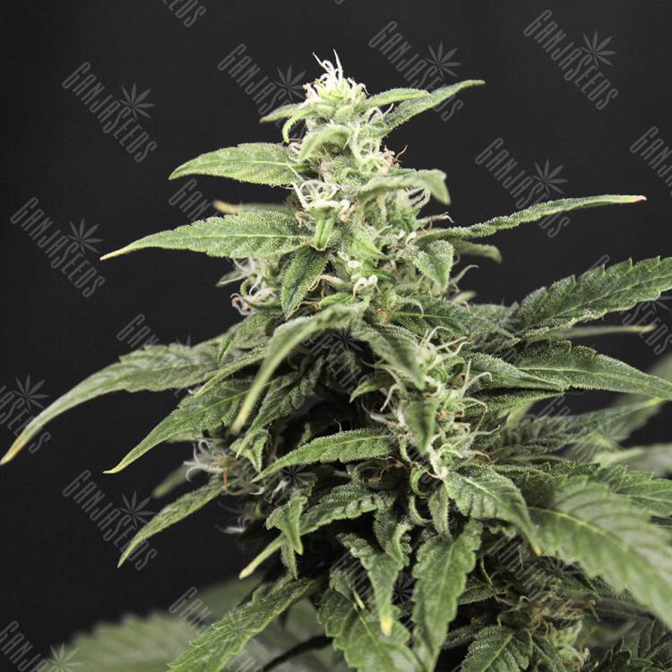 Auto Amnesia feminised Breeders Community Seeds