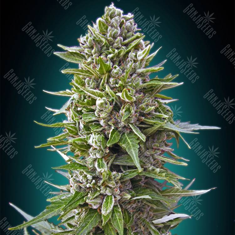 семена конопли аутдор Auto Northern Lights feminised 00 Seeds