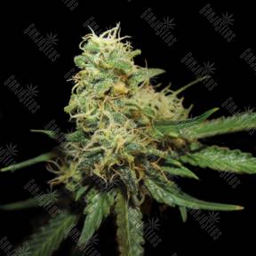 R.K.S. feminised DNA Genetics