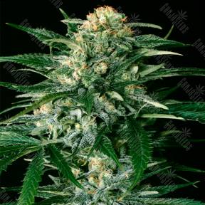 Gypsy Widow feminised Exotic Seed