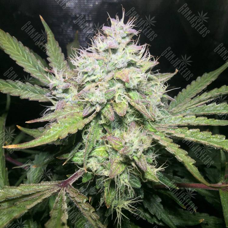 семена конопли марихуаны Auto OG Kush feminised Humboldt Seeds