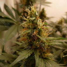 Blue Mystic feminised Royal Queen