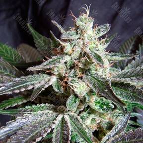 Black Jack feminised GanjaSeeds Fast Version