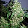 семена конопли курьером Auto Lowryder regular