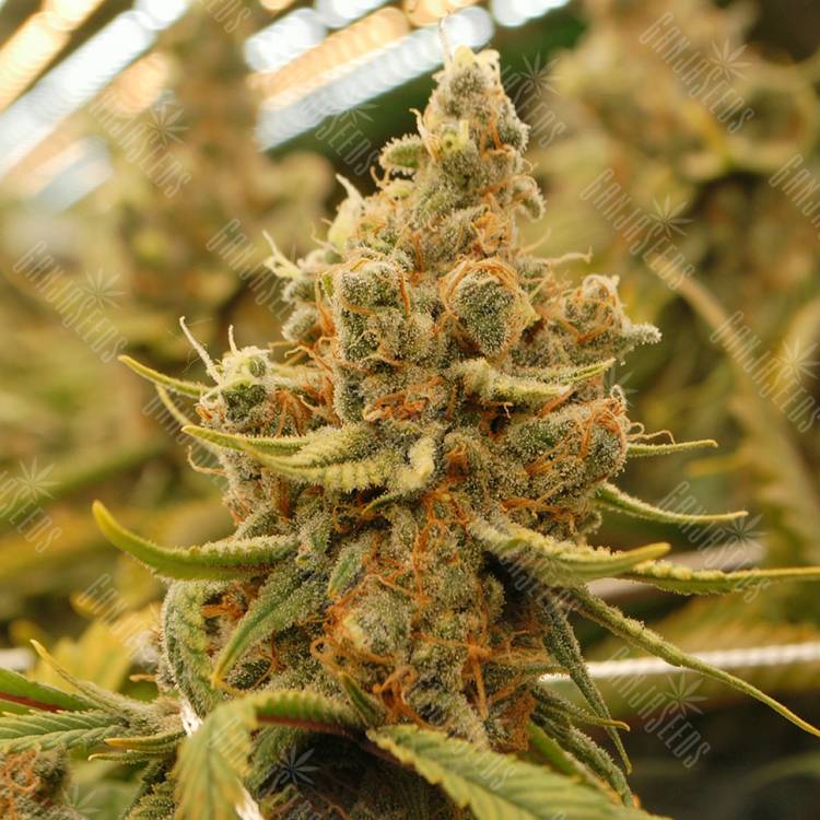 мощные семена конопли King's Kush feminised Green House Seeds