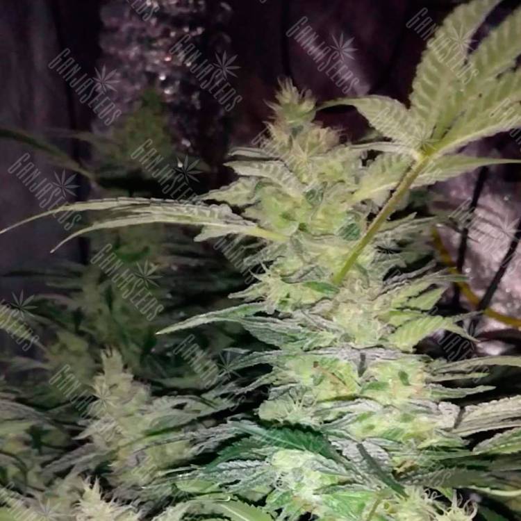 семена конопли недорого Alexandriya regular Ganja Seeds