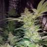 семена конопли недорого Alexandriya regular Ganja Seeds