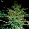 семена сортовой конопли Alexandriya regular Ganja Seeds
