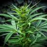 семена индийской конопли Auto Maria regular