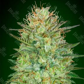 Auto Sweet Critical feminised 00 Seeds
