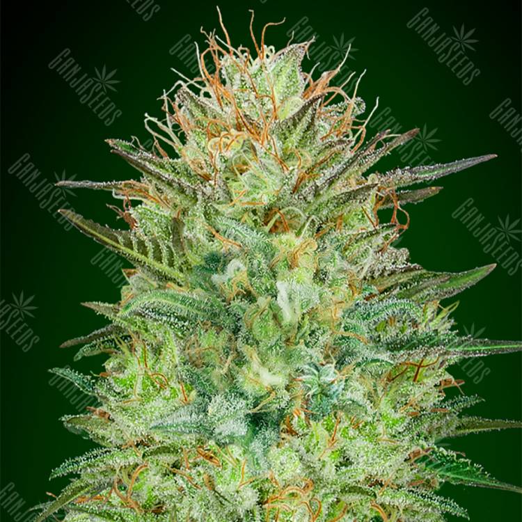 семена конопли дешево Auto Sweet Critical feminised 00 Seeds