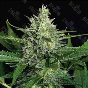 Green Gummy feminised Exotic Seed