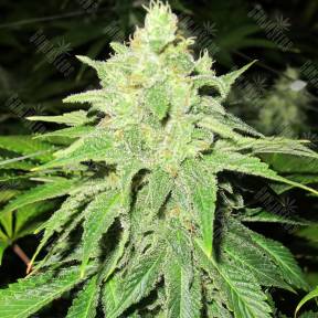 Jack la Mota feminised Medical Seeds