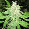 заказать качественные семена конопли Jack la Mota feminised Medical Seeds