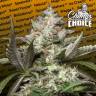 заказать качественные семена конопли Auto Kong 4 feminised Paradise Seeds