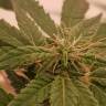 качественные семена конопли Auto Alpujarrena feminised Pyramid Seeds