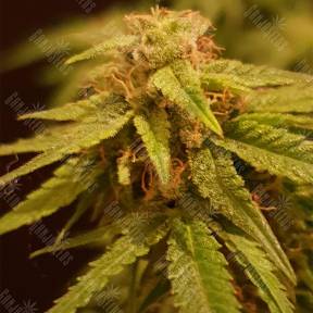 Auto Alpujarrena feminised Pyramid Seeds