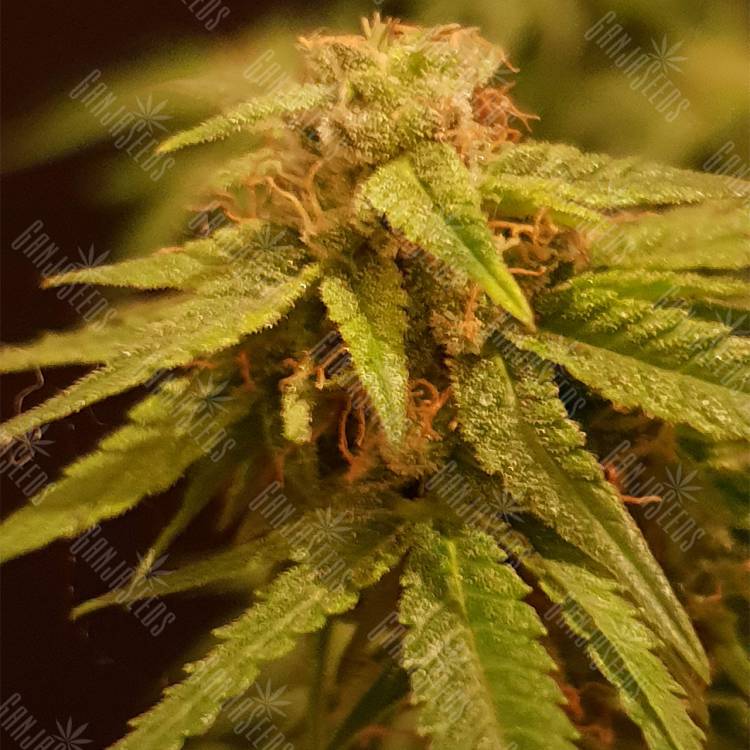 семена конопли феминизированные Auto Alpujarrena feminised Pyramid Seeds