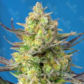 Auto Sweet Cheese XL feminised Sweet Seeds