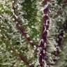 урожайные семена конопли Auto Sweet Cheese XL feminised Sweet Seeds