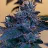 купить семена конопли в России Z & Z feminised