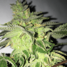 мощные семена конопли Z & Z feminised