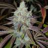 заказать семена конопли Z & Z feminised
