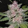 урожайные семена конопли Bubba Kush feminised Green House Seeds