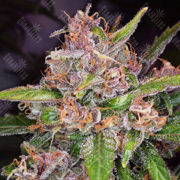 качественные семена конопли Bubba Kush feminised Green House Seeds