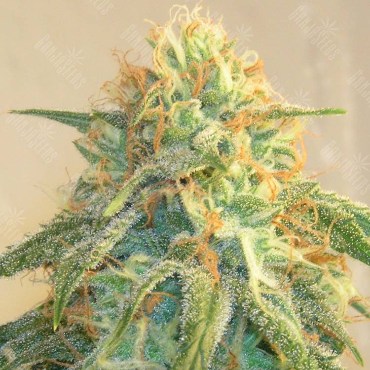 Auto Cheese feminised Breeders Community Seeds