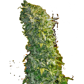 Auto Maxigom regular Ganja Seeds