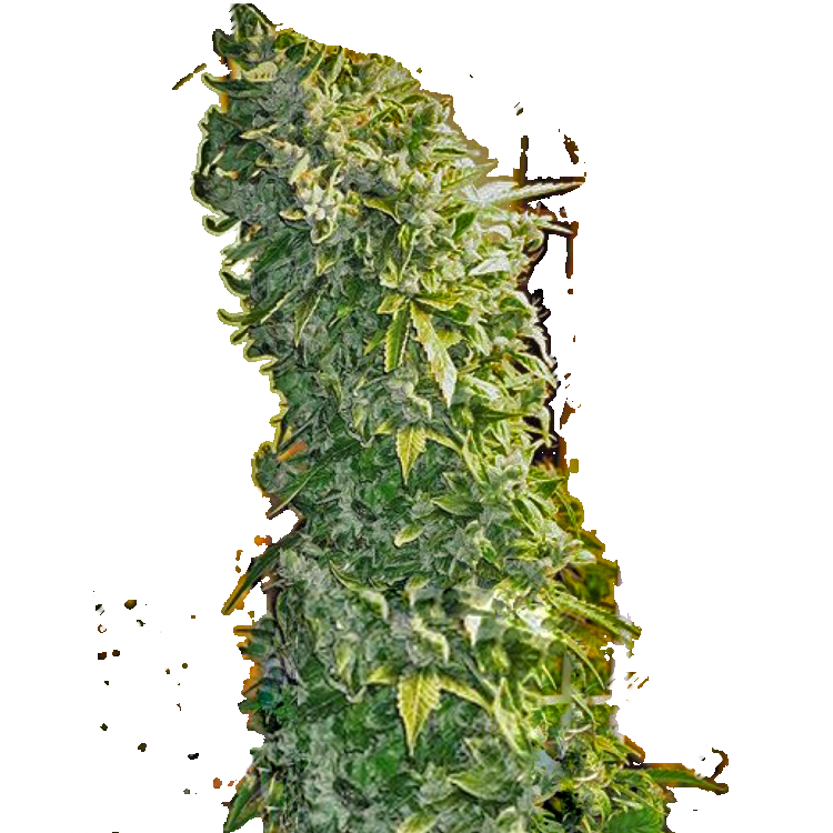 заказ семян конопли Москва Auto Maxigom regular