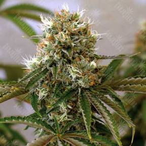 Red Cherry Berry feminised Barneys Farm