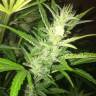 автоцветущие семена конопли Auto UK Cheese feminised Humboldt Seeds