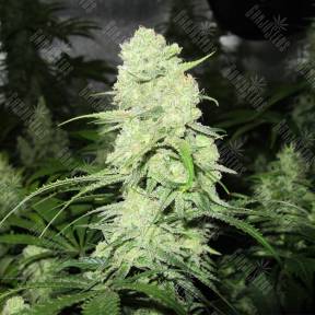 Malakoff feminised Medical Seeds