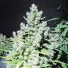 семена конопли в России Malakoff feminised Medical Seeds