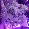 семена конопли Россия Auto American Pie feminised Pyramid Seeds